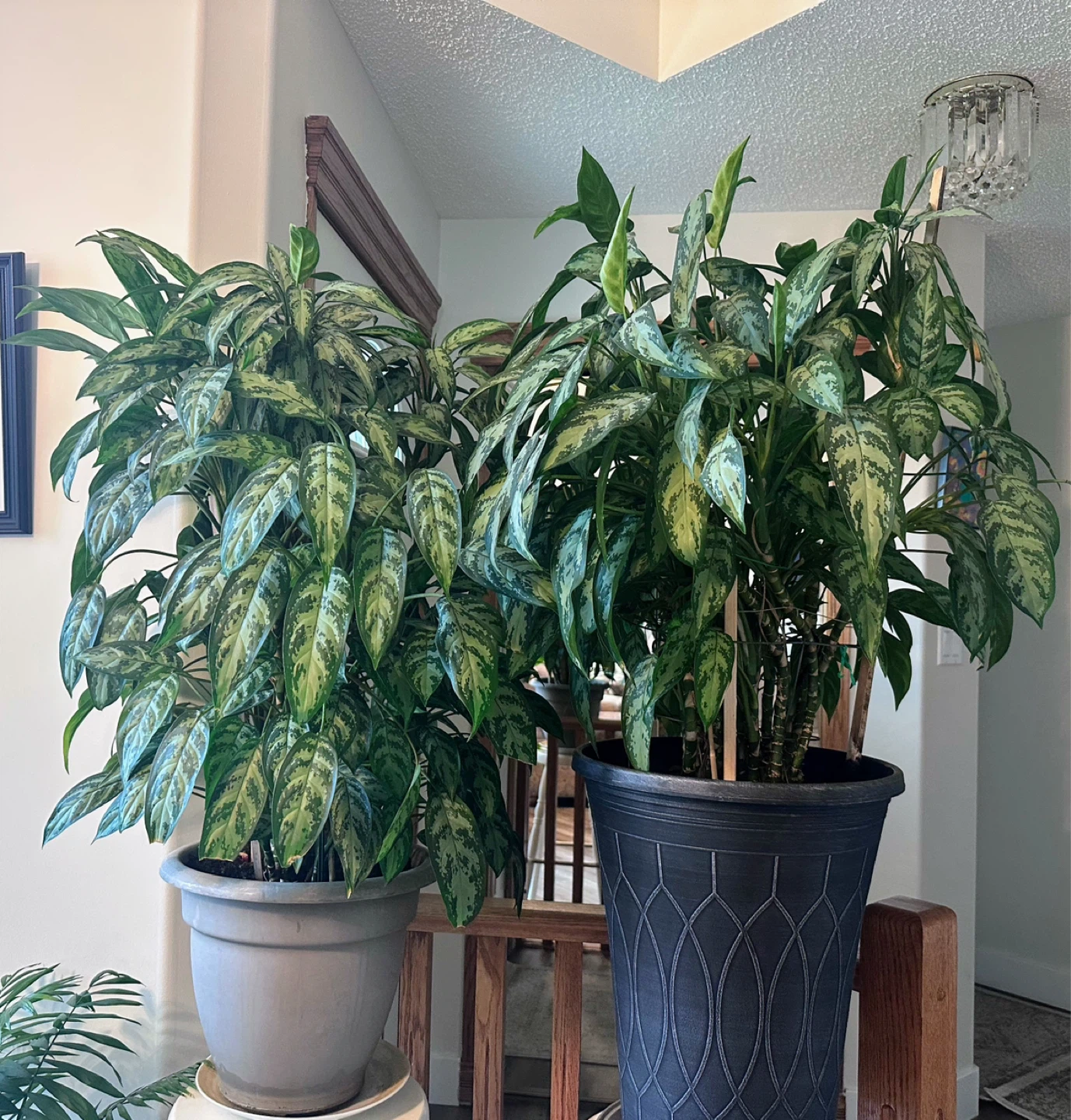 Two large Chinese Evergreen plants