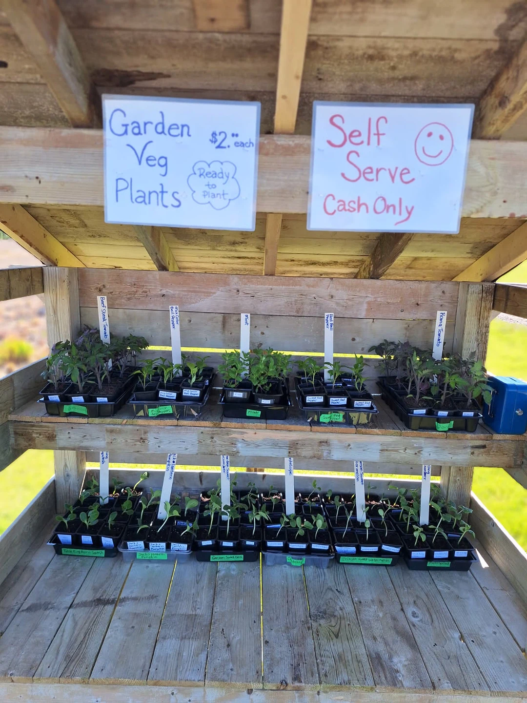 Garden Veggie Plants - Ready to Plant