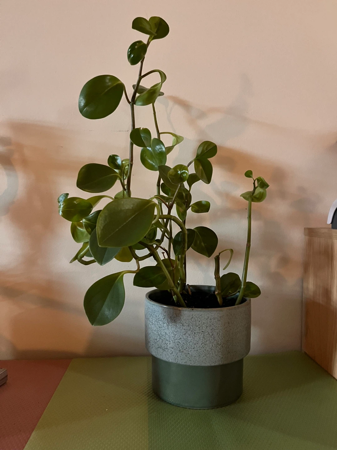 22” Peperomia plant in ceramic  pot