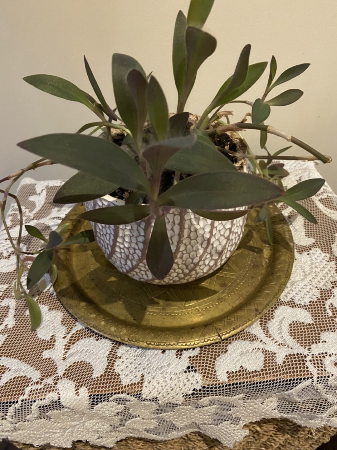 Potted Plant in Decorative White Pot