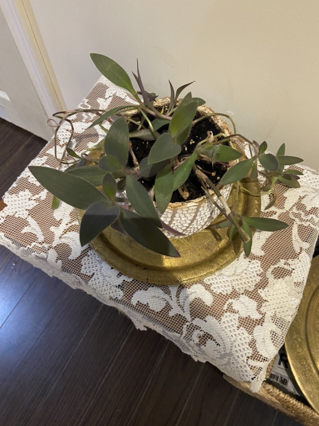 Potted Plant in Decorative White Pot - photo 2
