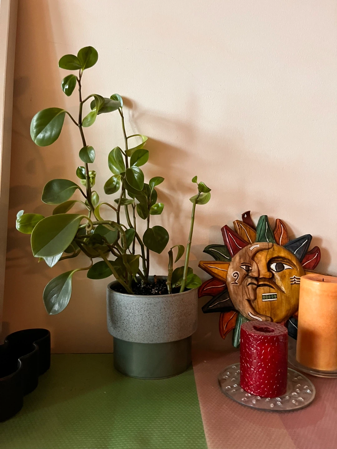 22” Peperomia plant in ceramic  pot - photo 2
