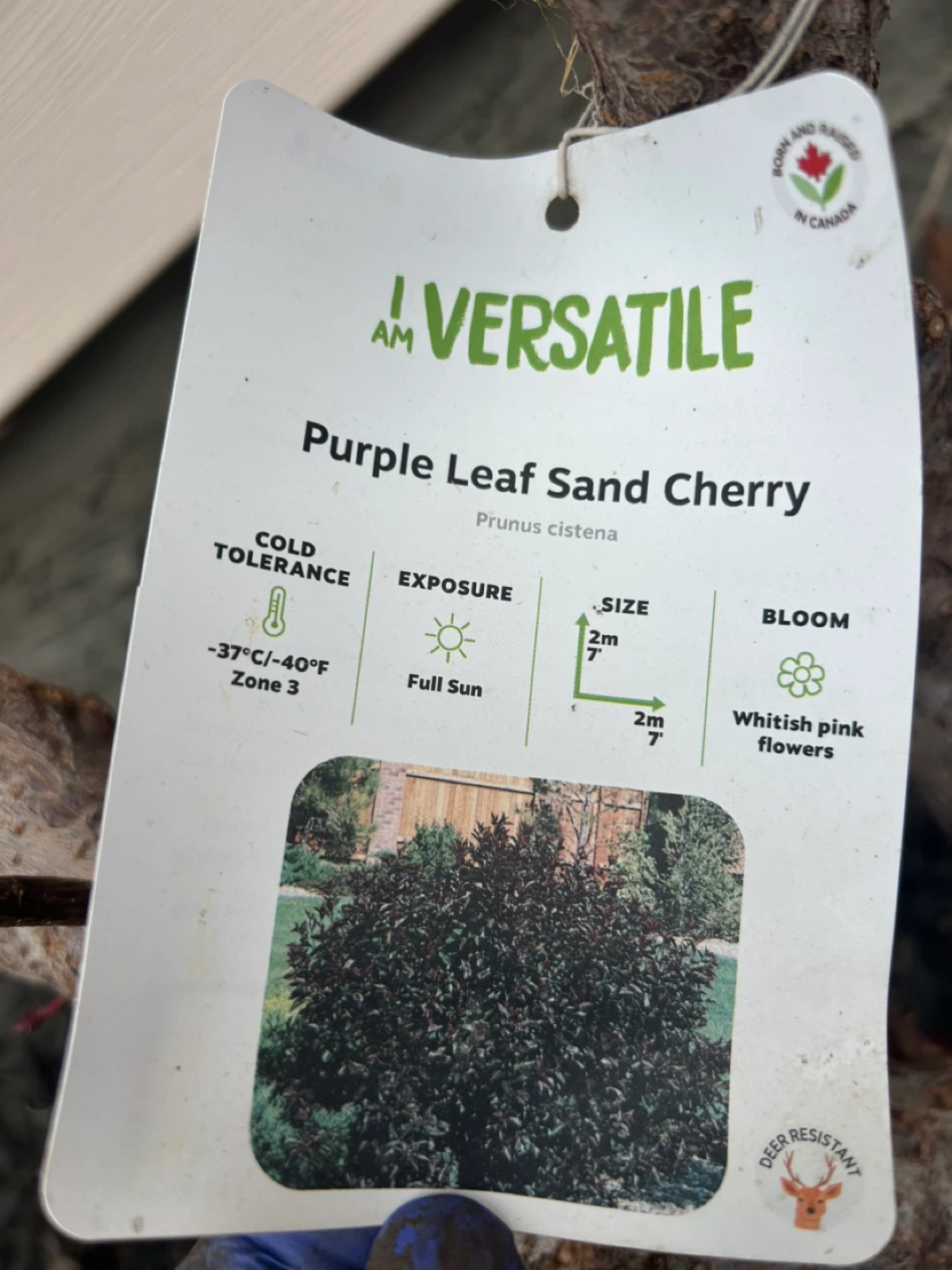 Purple Leaf Sand Cherry - photo 4