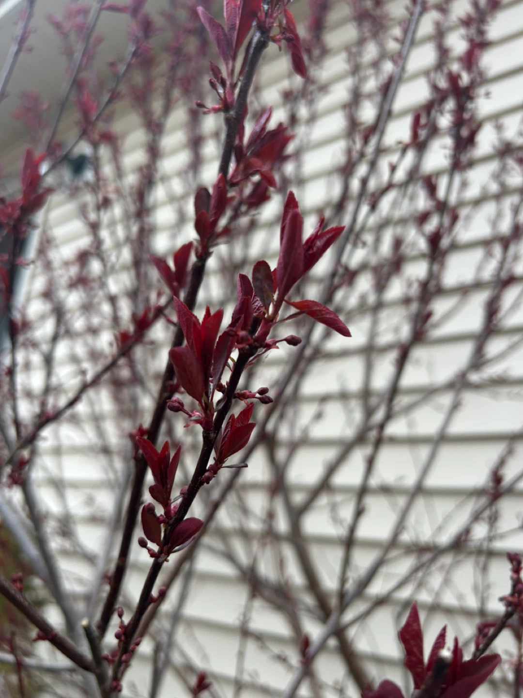 Purple Leaf Sand Cherry - photo 3
