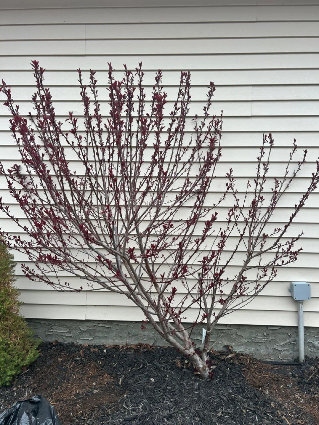Purple Leaf Sand Cherry