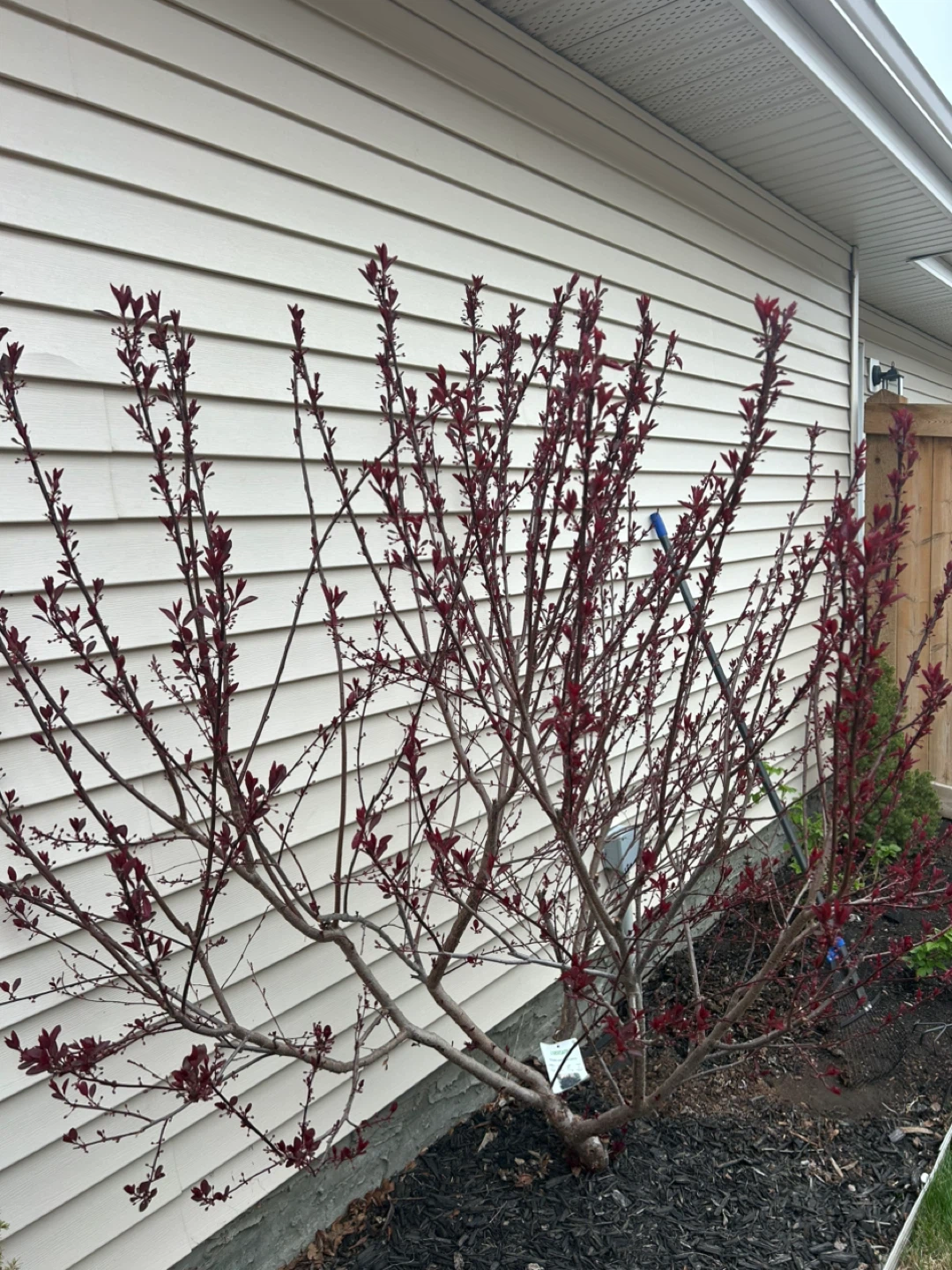 Purple Leaf Sand Cherry - photo 2