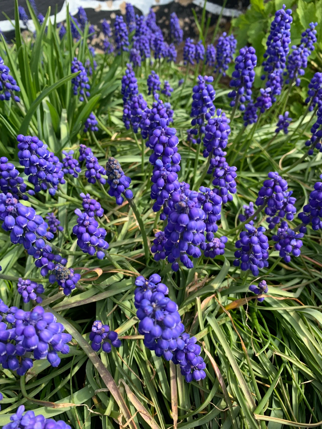 Perennial Grape Hyacinth Flowers (Muscari)
