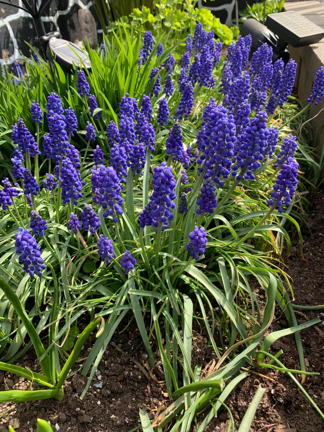 Perennial Grape Hyacinth Flowers (Muscari) - photo 2