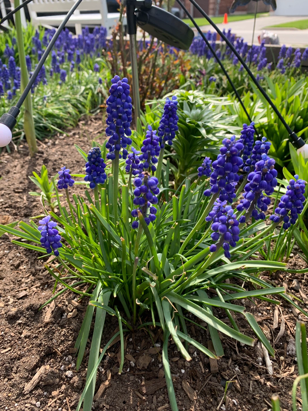 Perennial Grape Hyacinth Flowers (Muscari) - photo 4