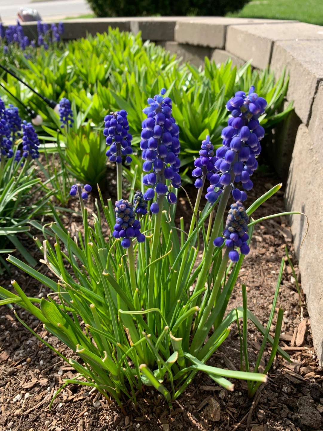 Perennial Grape Hyacinth Flowers (Muscari) - photo 3