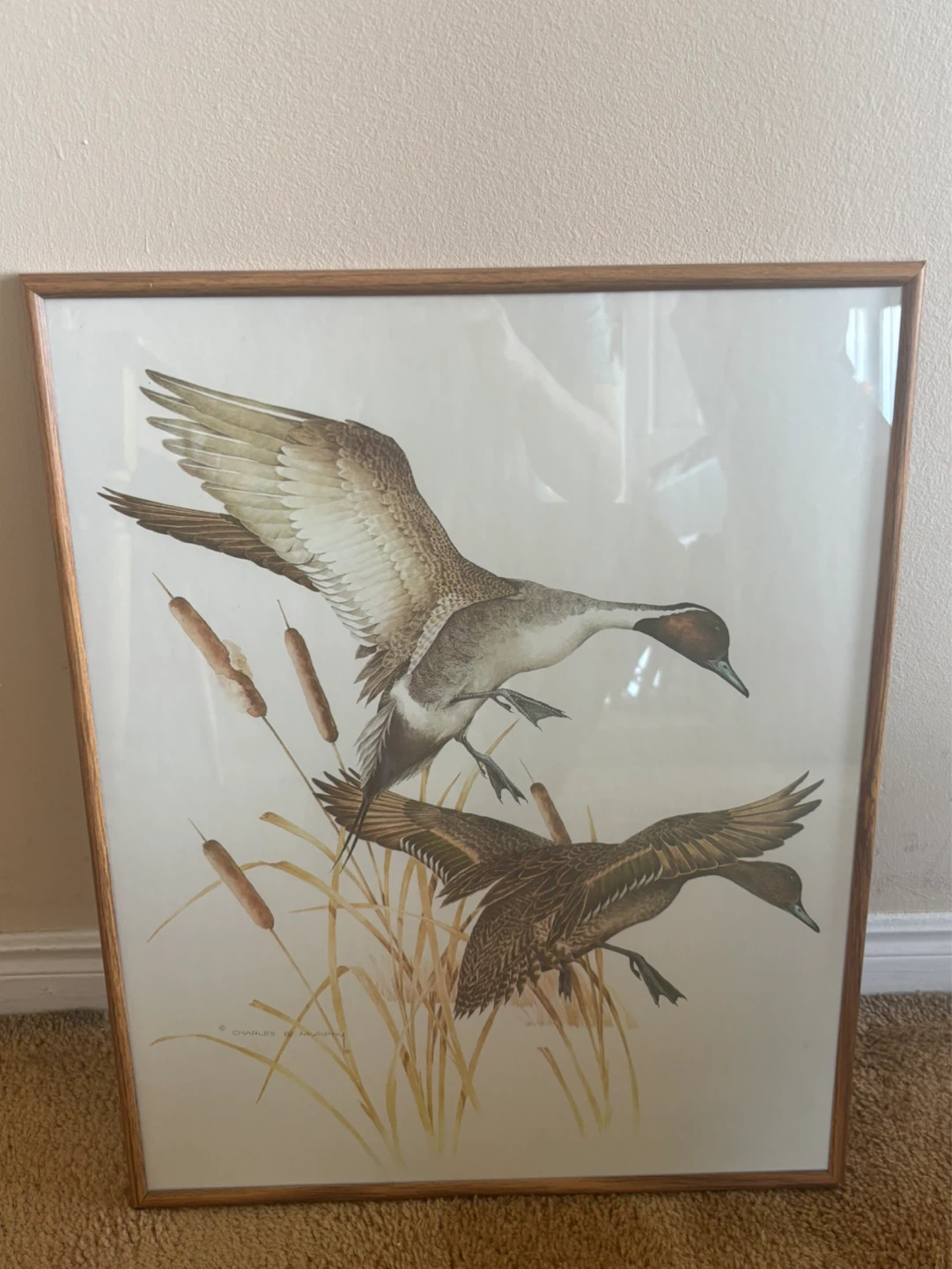 Framed Print of Ducks by Charles P. Murphy