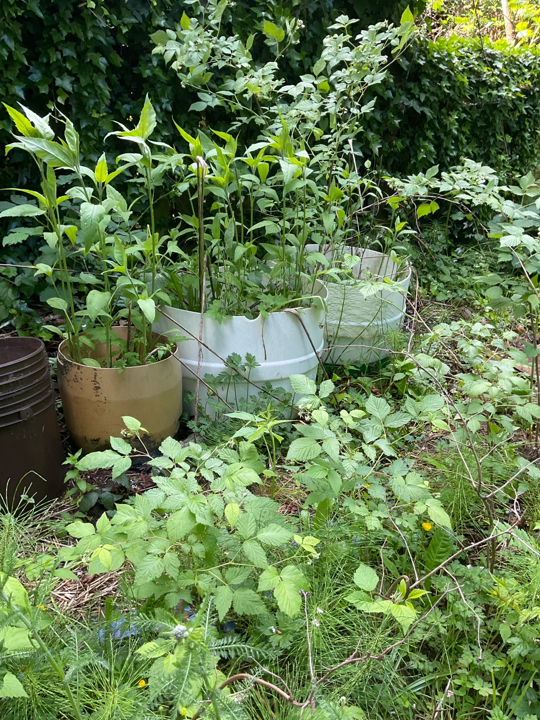 Assorted plants in planters