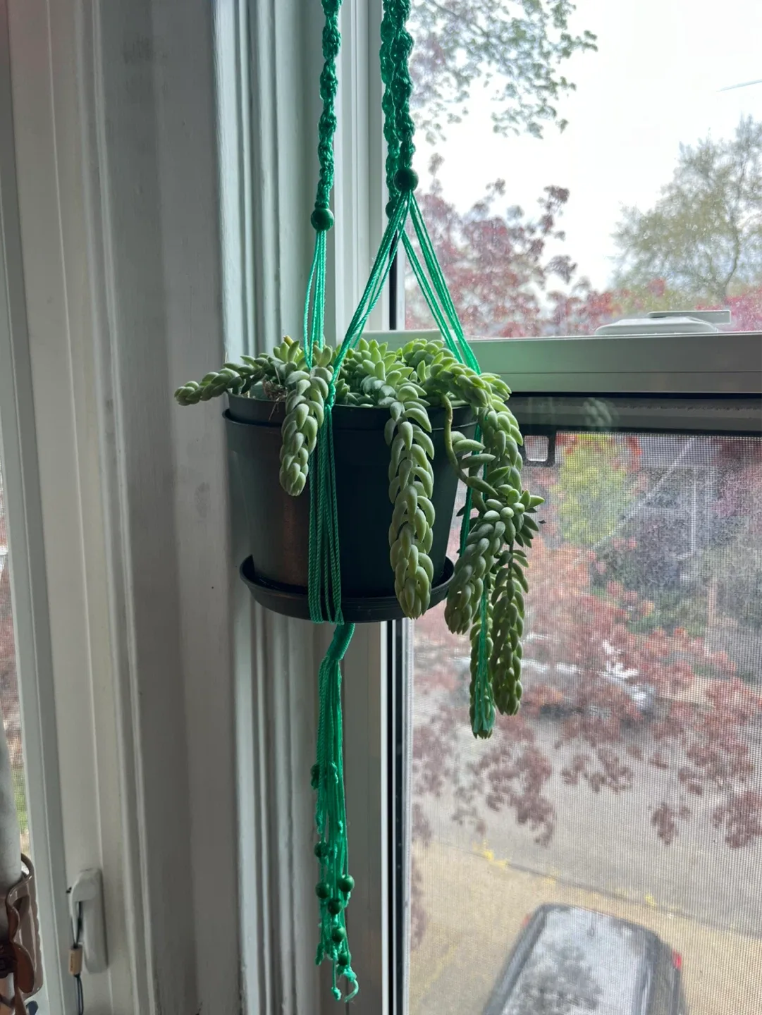 The plants and the Green Macrame Plant Hanger