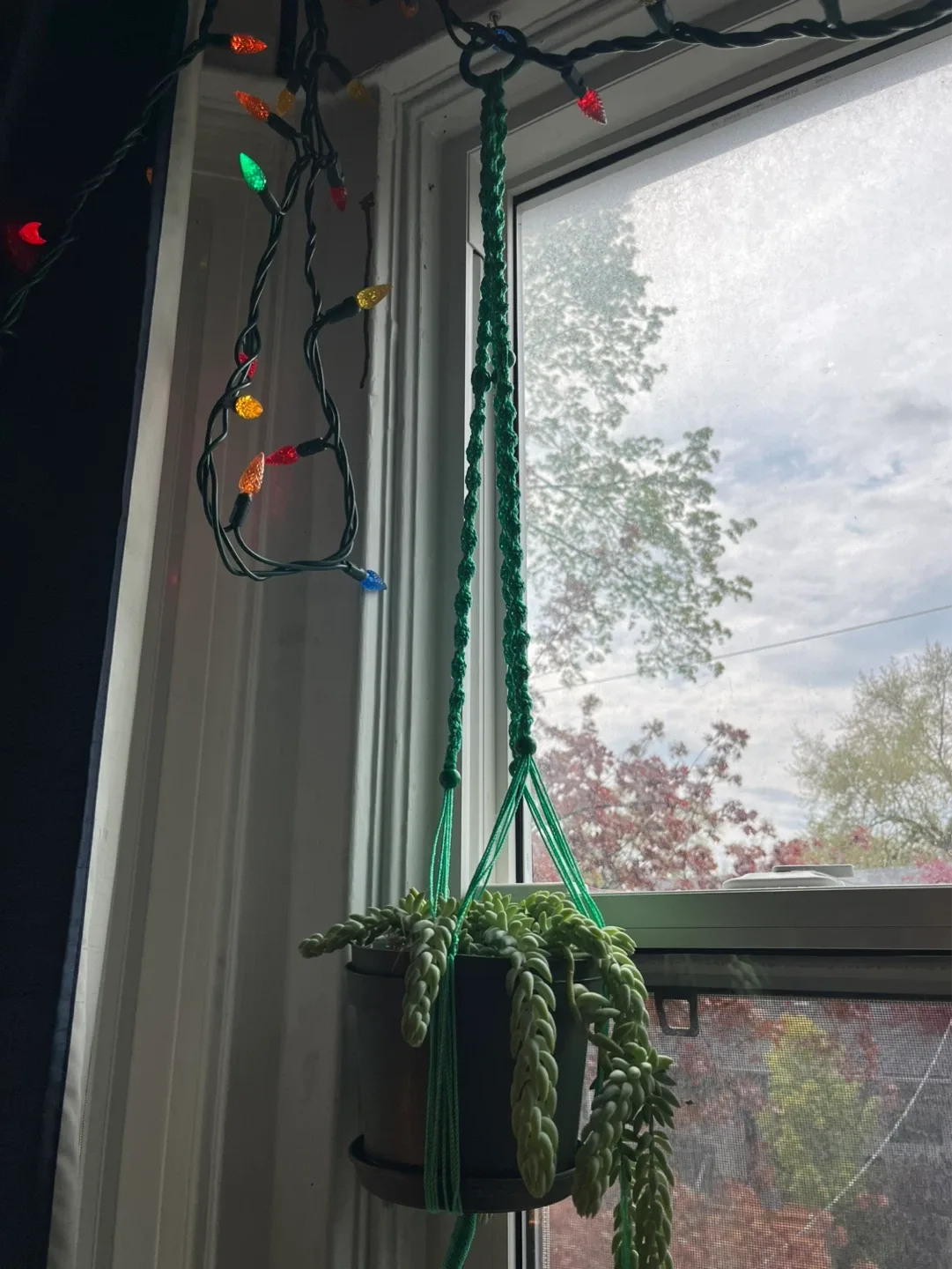 The plants and the Green Macrame Plant Hanger - photo 2