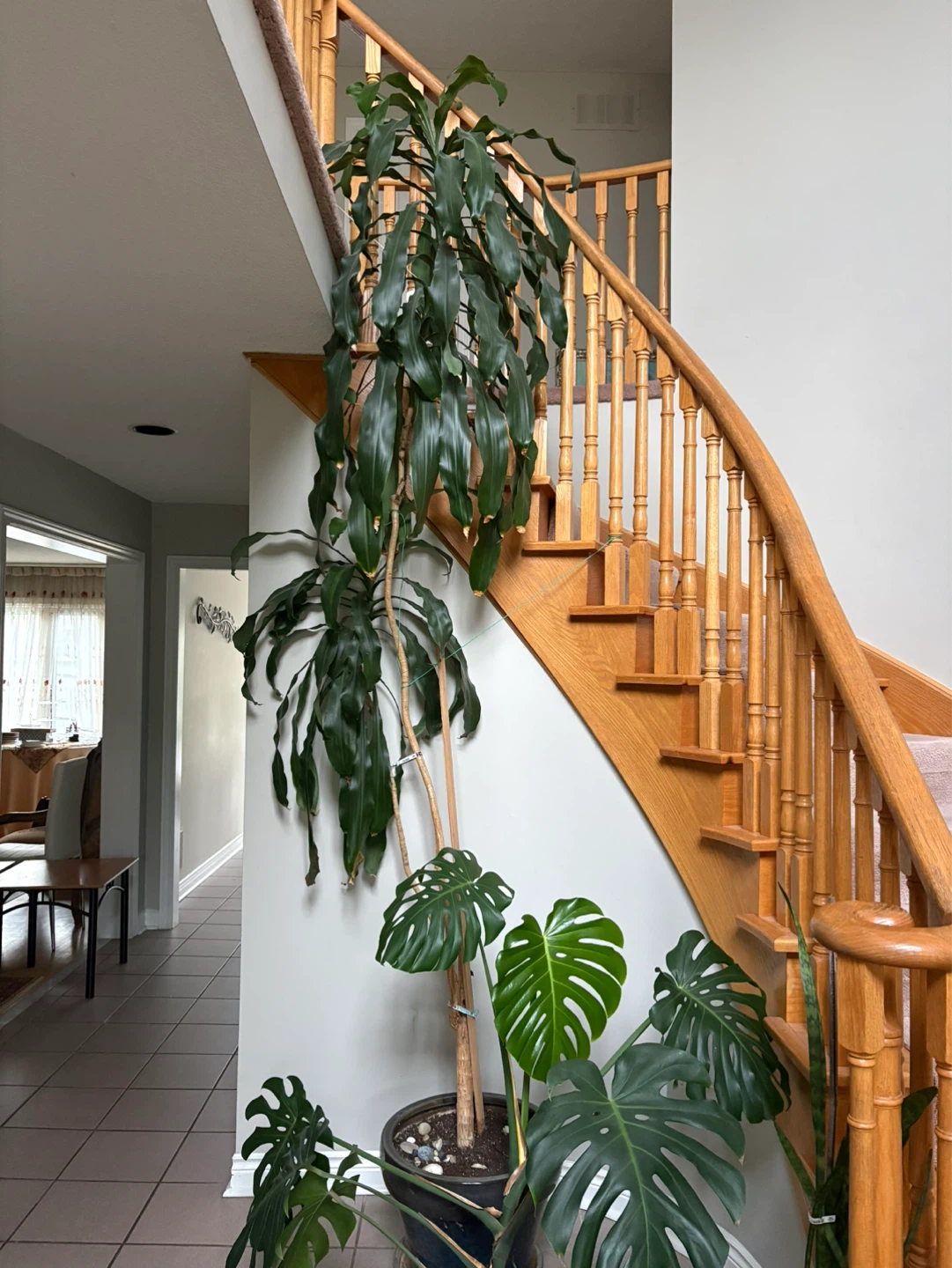 Large Dracaena Fragrans and Monstera Plant - photo 2