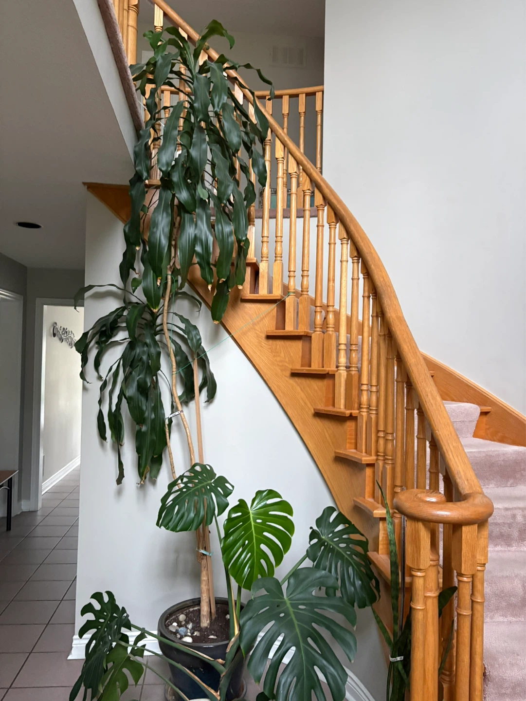 Large Dracaena Fragrans and Monstera Plant