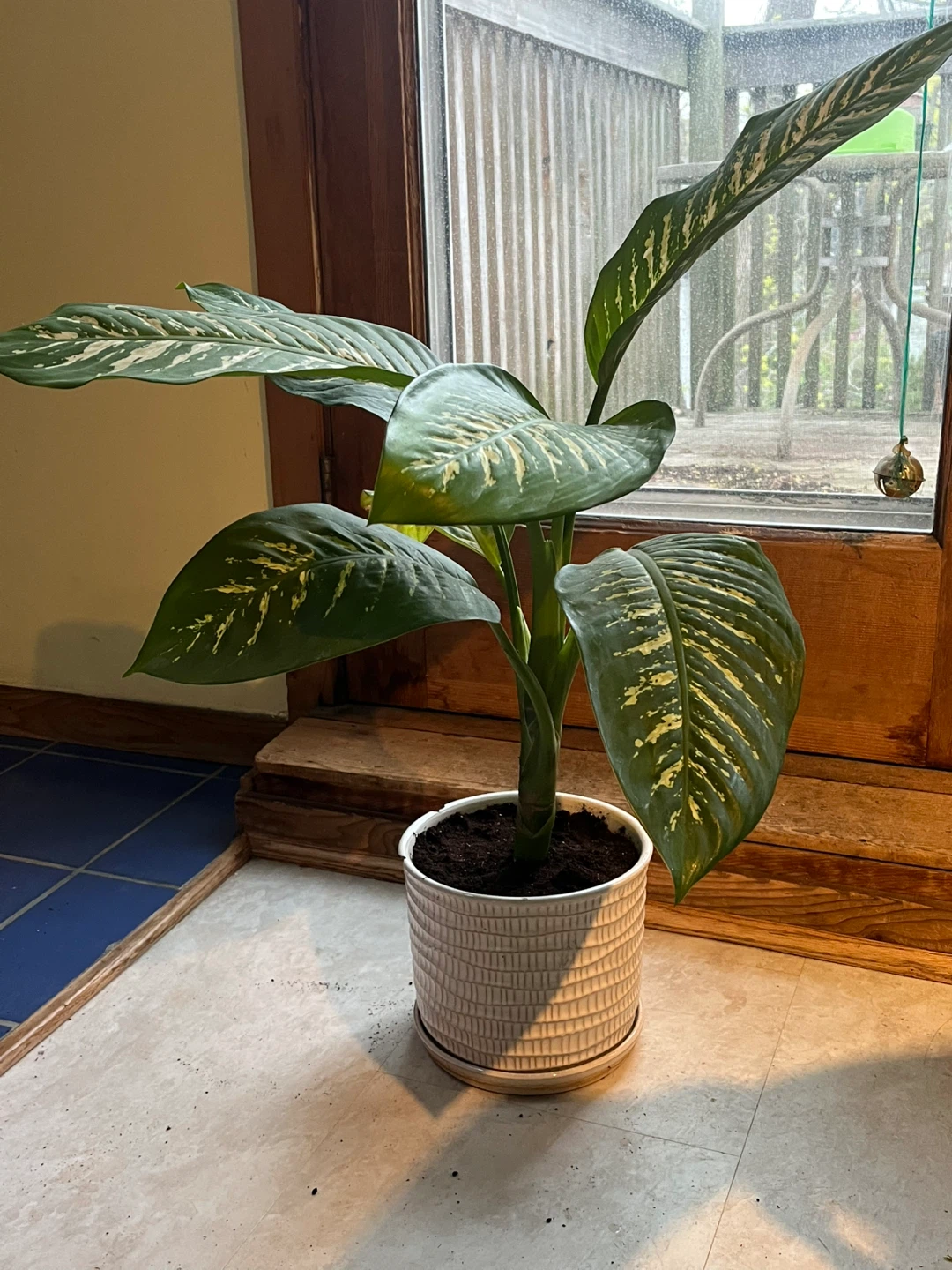 Dieffenbachia Plant in Decorative Pot
