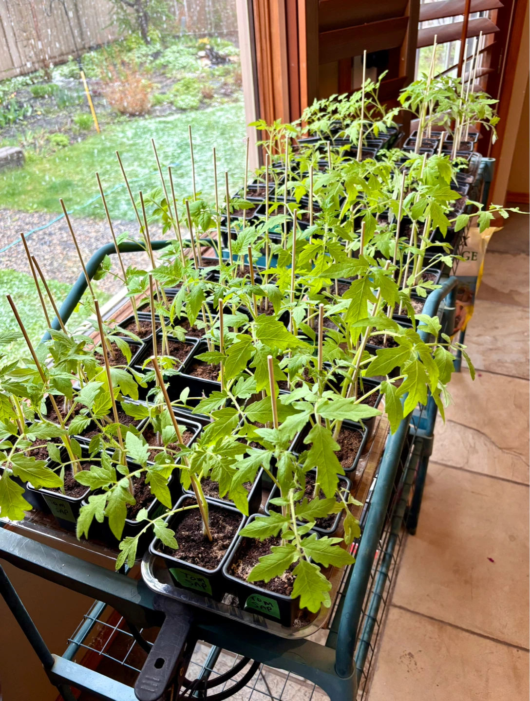 Sub Arctic Plenty/Roma/Principe Borghese Tomato Seedlings - photo 2