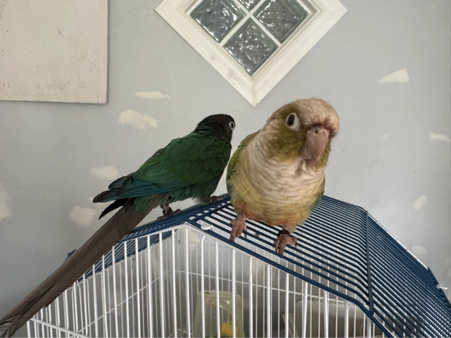 Bird Cage with Perch and Feeders green cheeks - photo 2