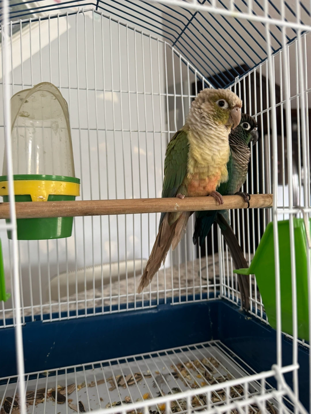 Bird Cage with Perch and Feeders green cheeks