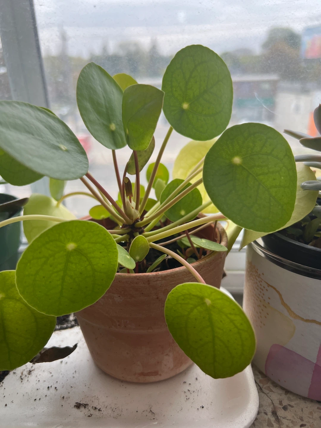 Pilea Peperomioides Plant