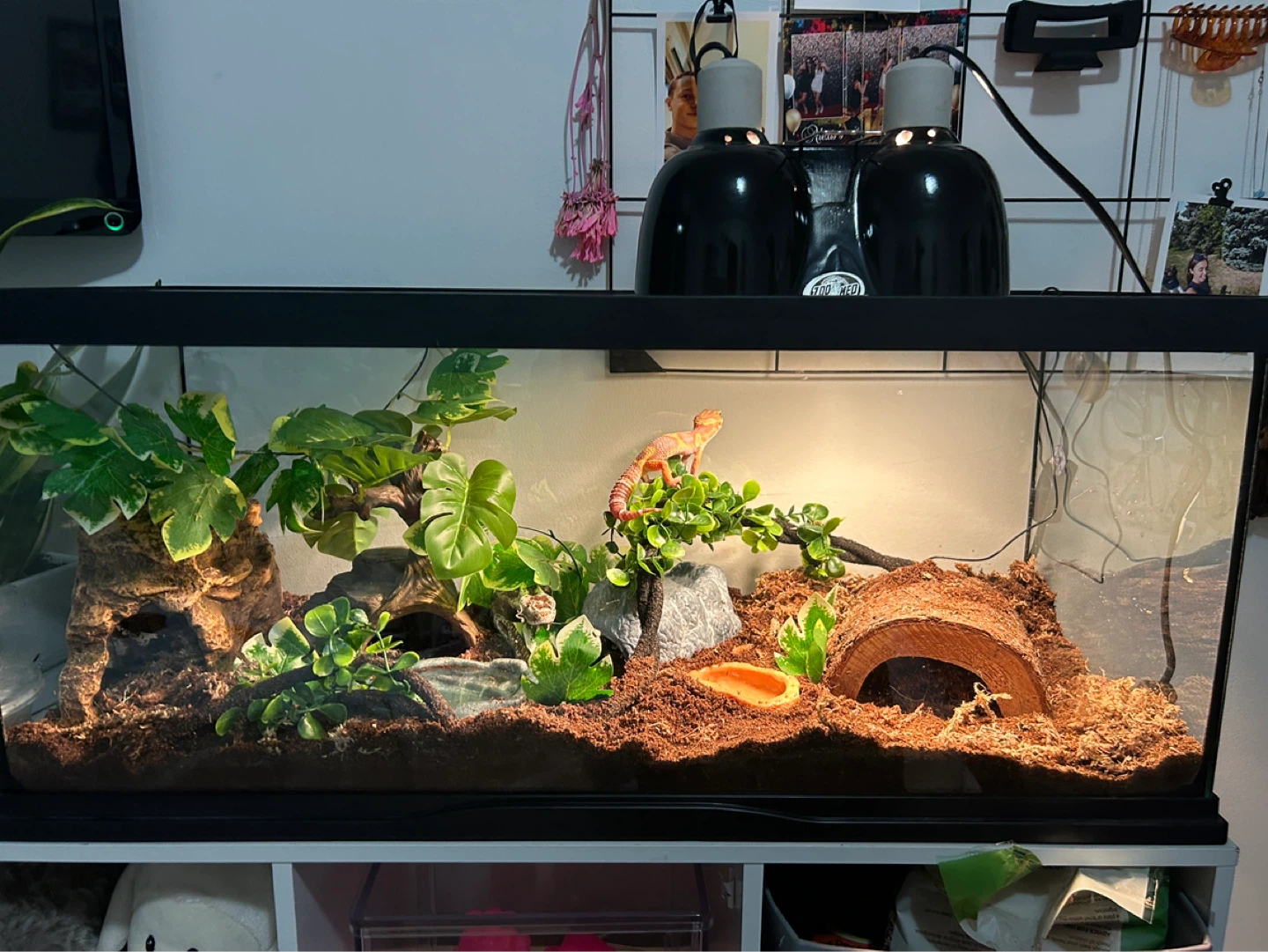 Terrarium with Decorations