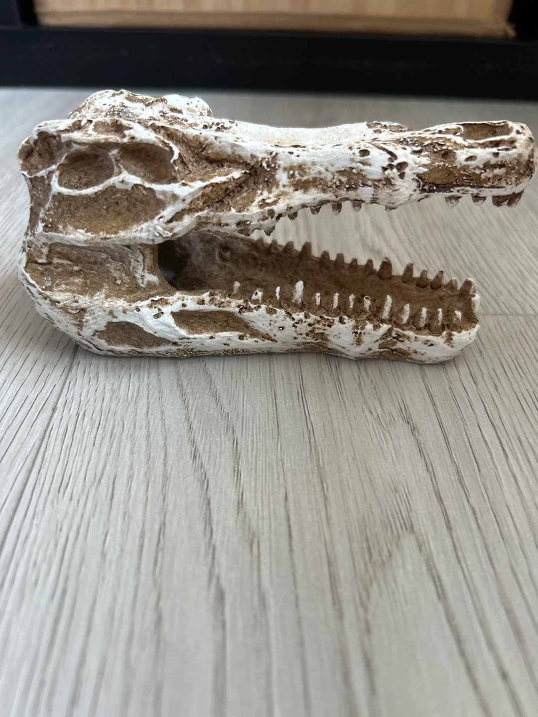 Alligator Skull Desk Organizer