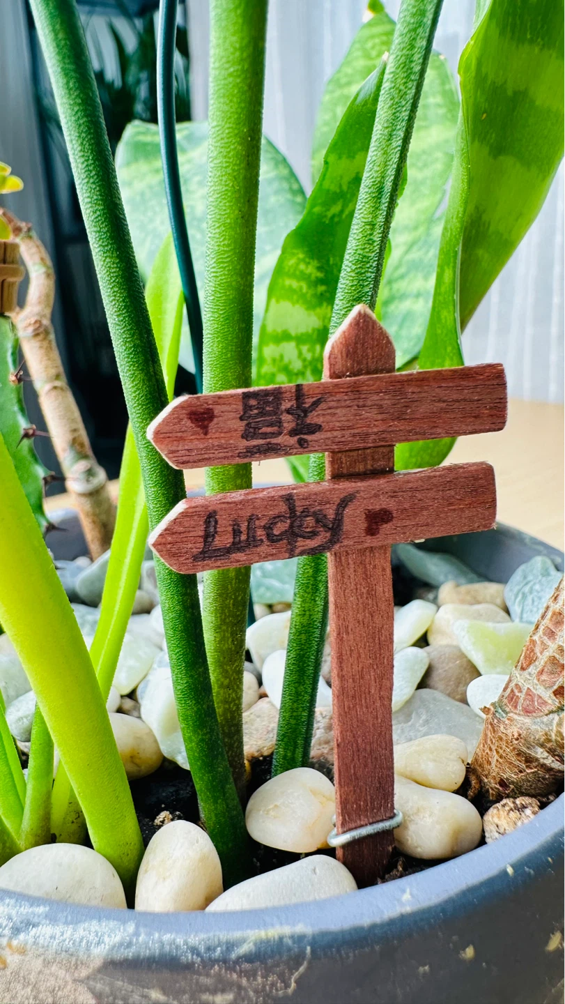 Handmade Pot & Super Low maintenance plants - photo 3