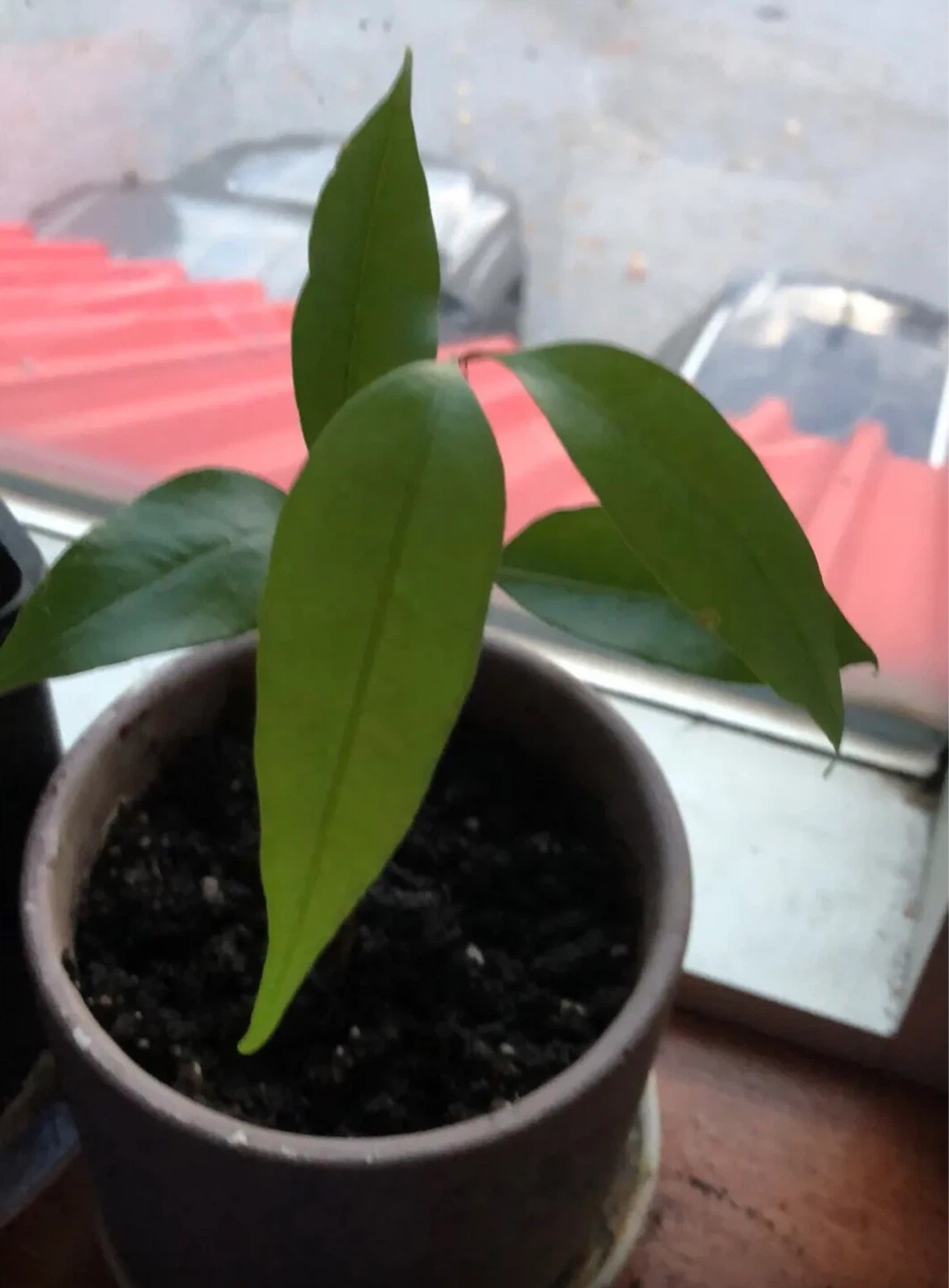 Young Lychee Plant in Pot