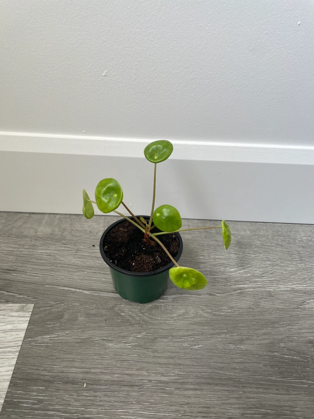 Pilea Peperomioides Plant - Money Plant