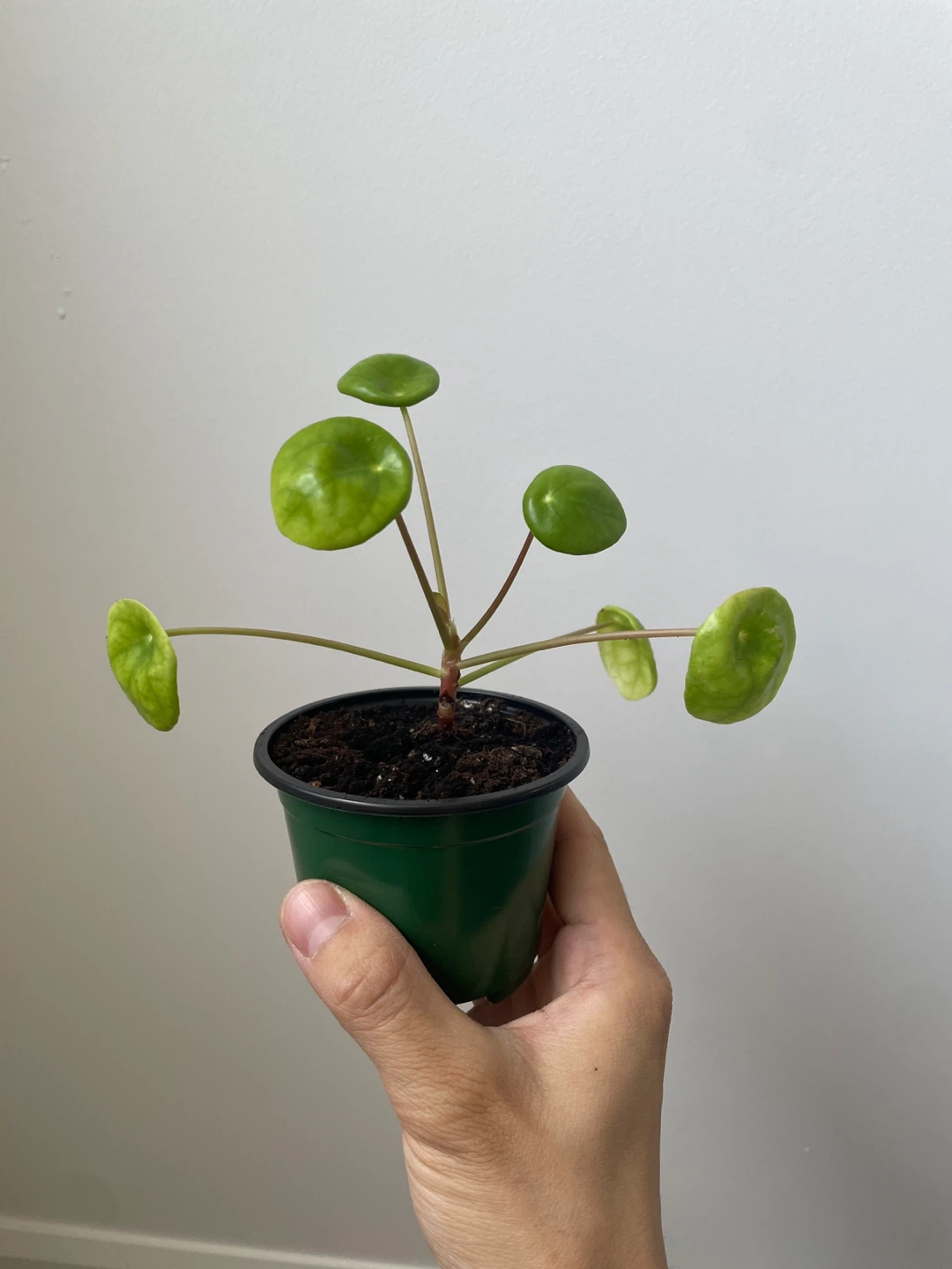 Pilea Peperomioides Plant - Money Plant - photo 2