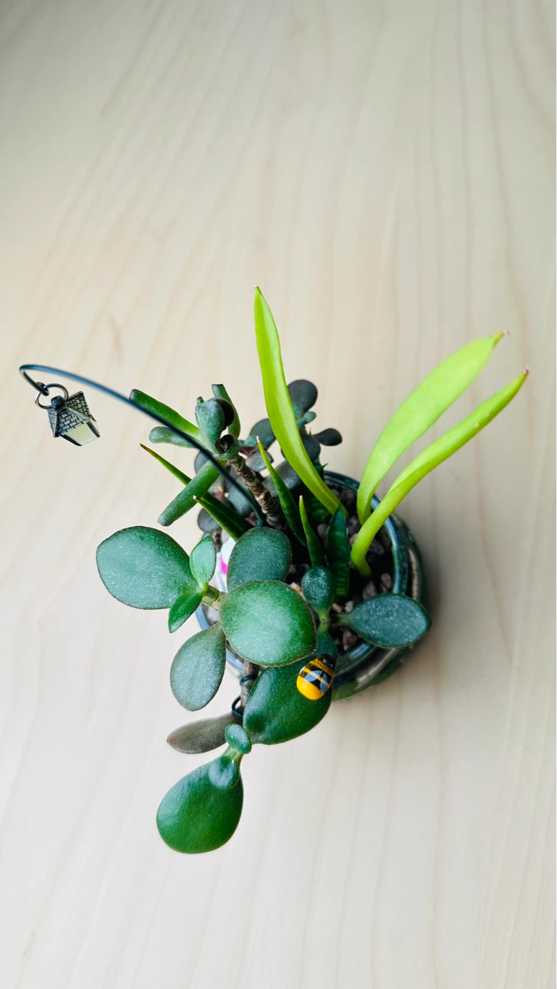 Cute Plants - photo 3