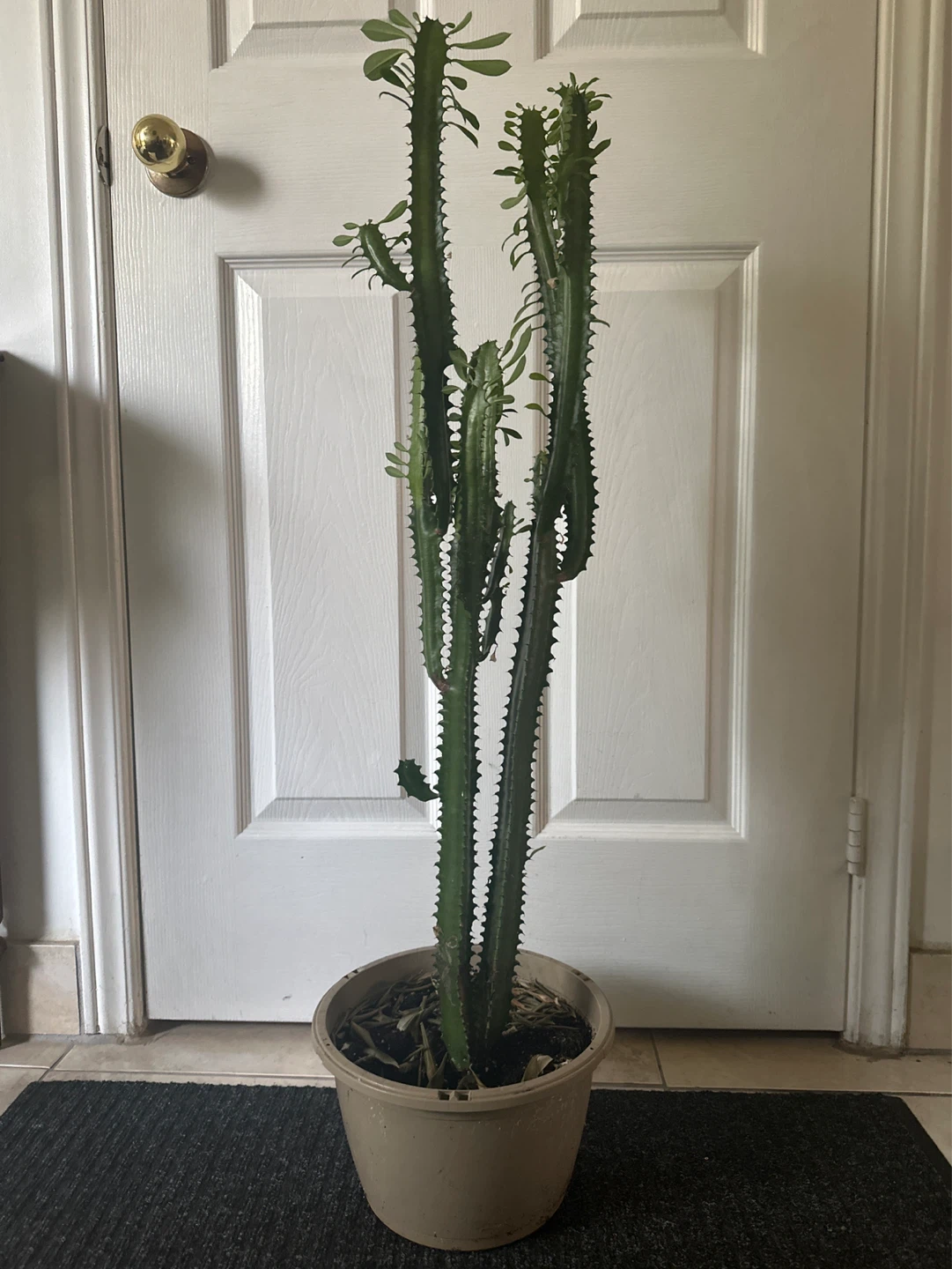 Tall Euphorbia Cactus Plant