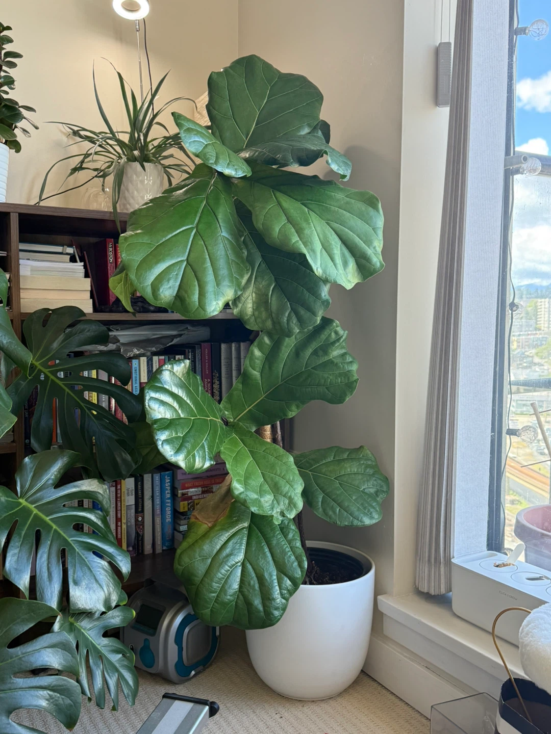 Fiddle Leaf Fig 4ft tall