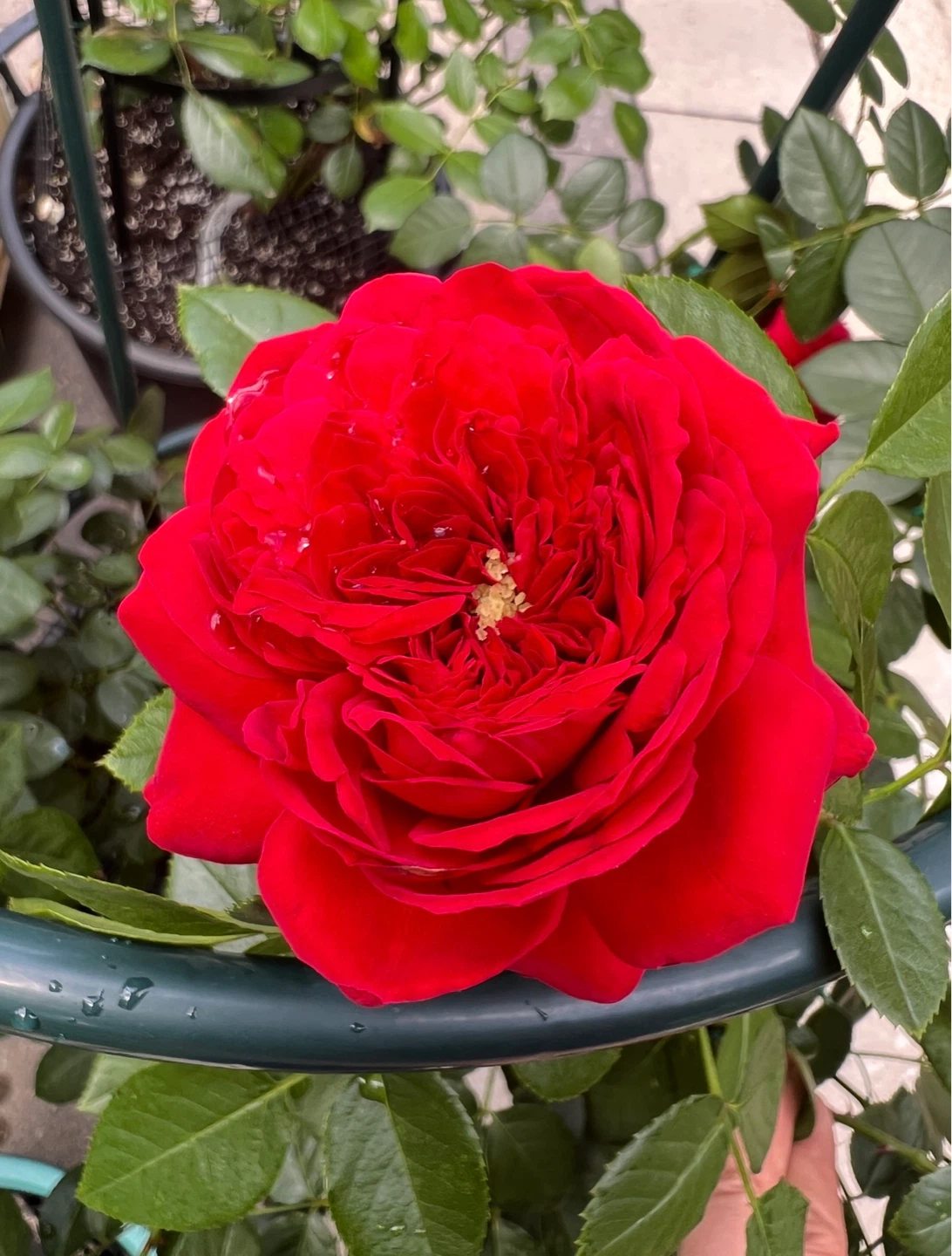 Rose 'Arborose Florentina' Climbing Rose Plant - photo 2