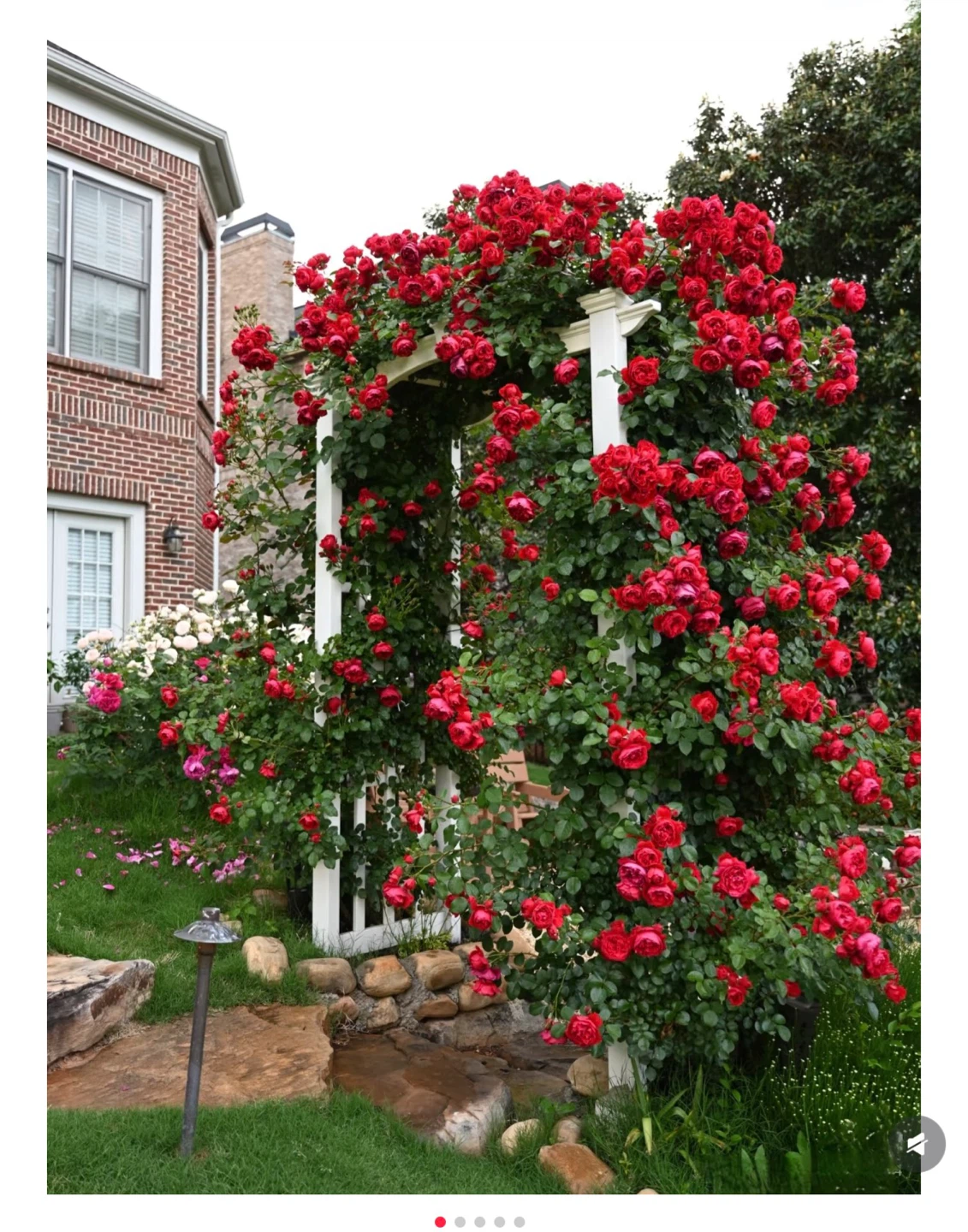 Rose 'Arborose Florentina' Climbing Rose Plant - photo 5
