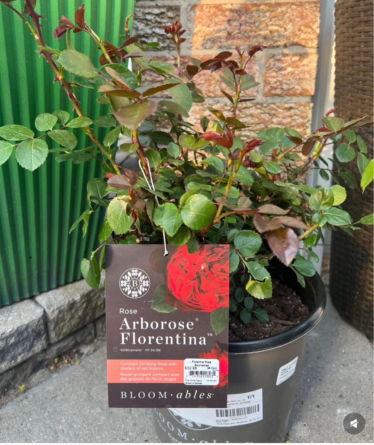 Rose 'Arborose Florentina' Climbing Rose Plant
