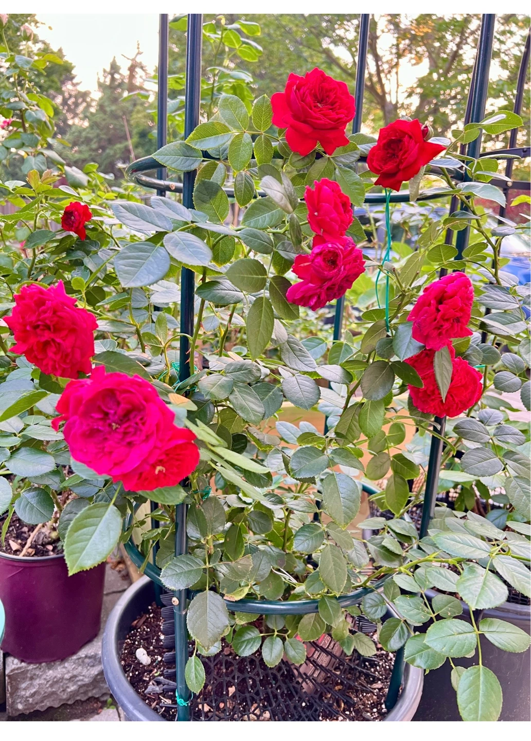 Rose 'Arborose Florentina' Climbing Rose Plant - photo 4