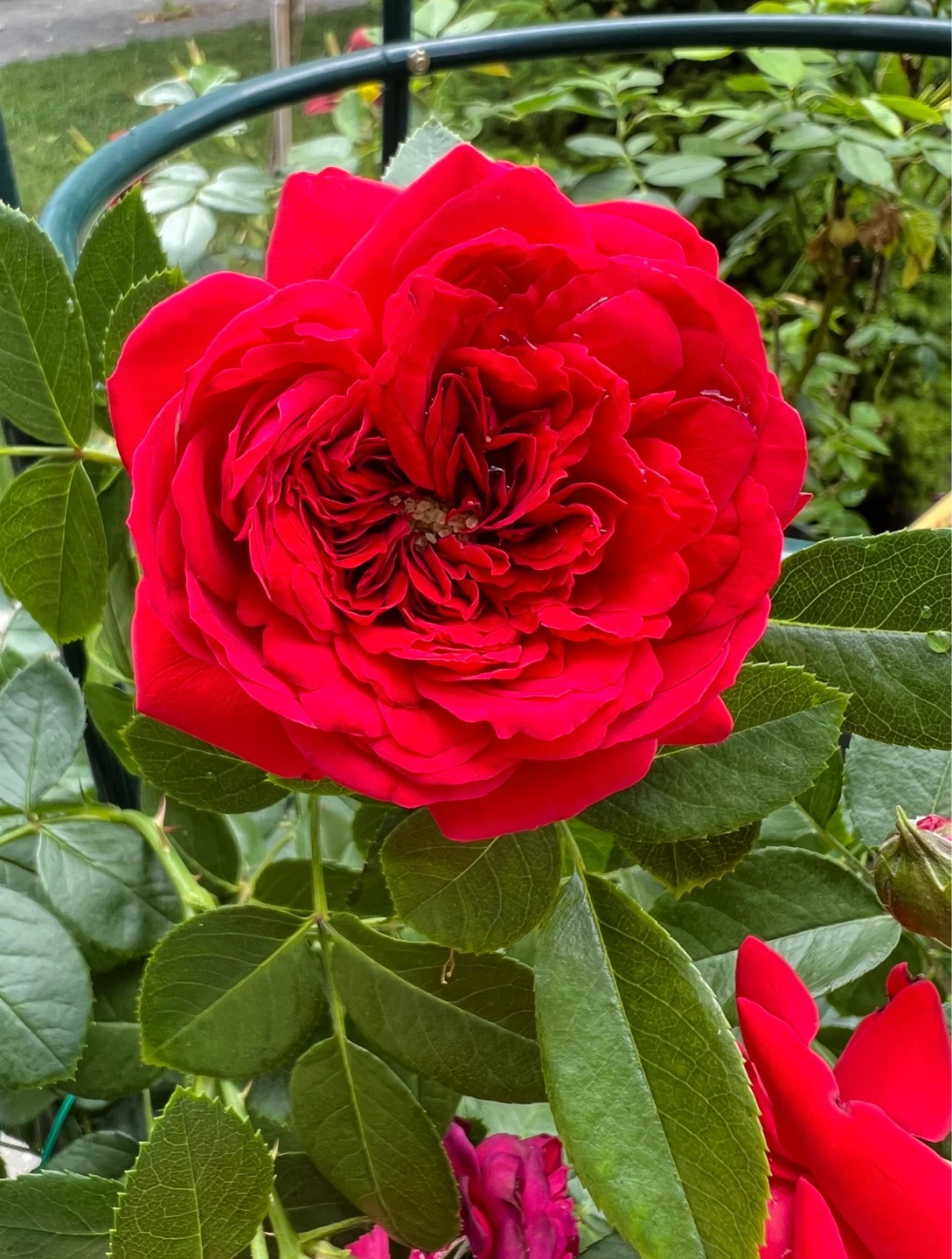 Rose 'Arborose Florentina' Climbing Rose Plant - photo 3
