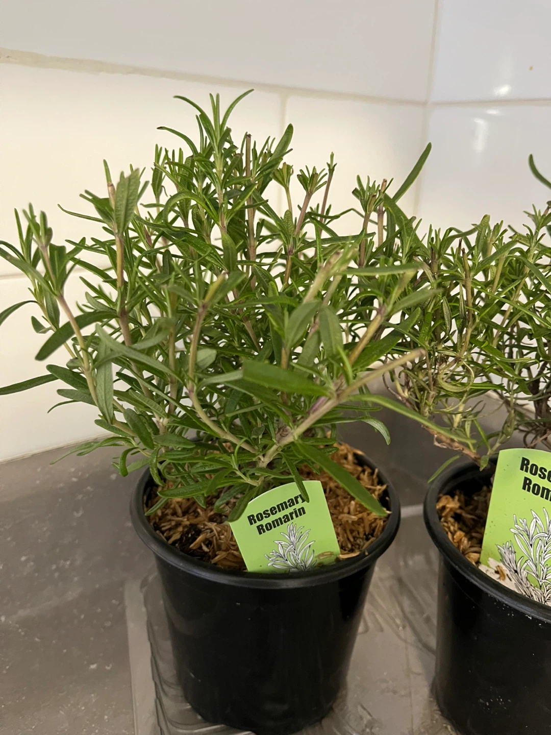 Rosemary Plant