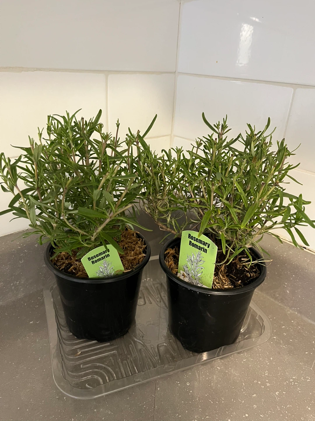 Rosemary Plant - photo 3