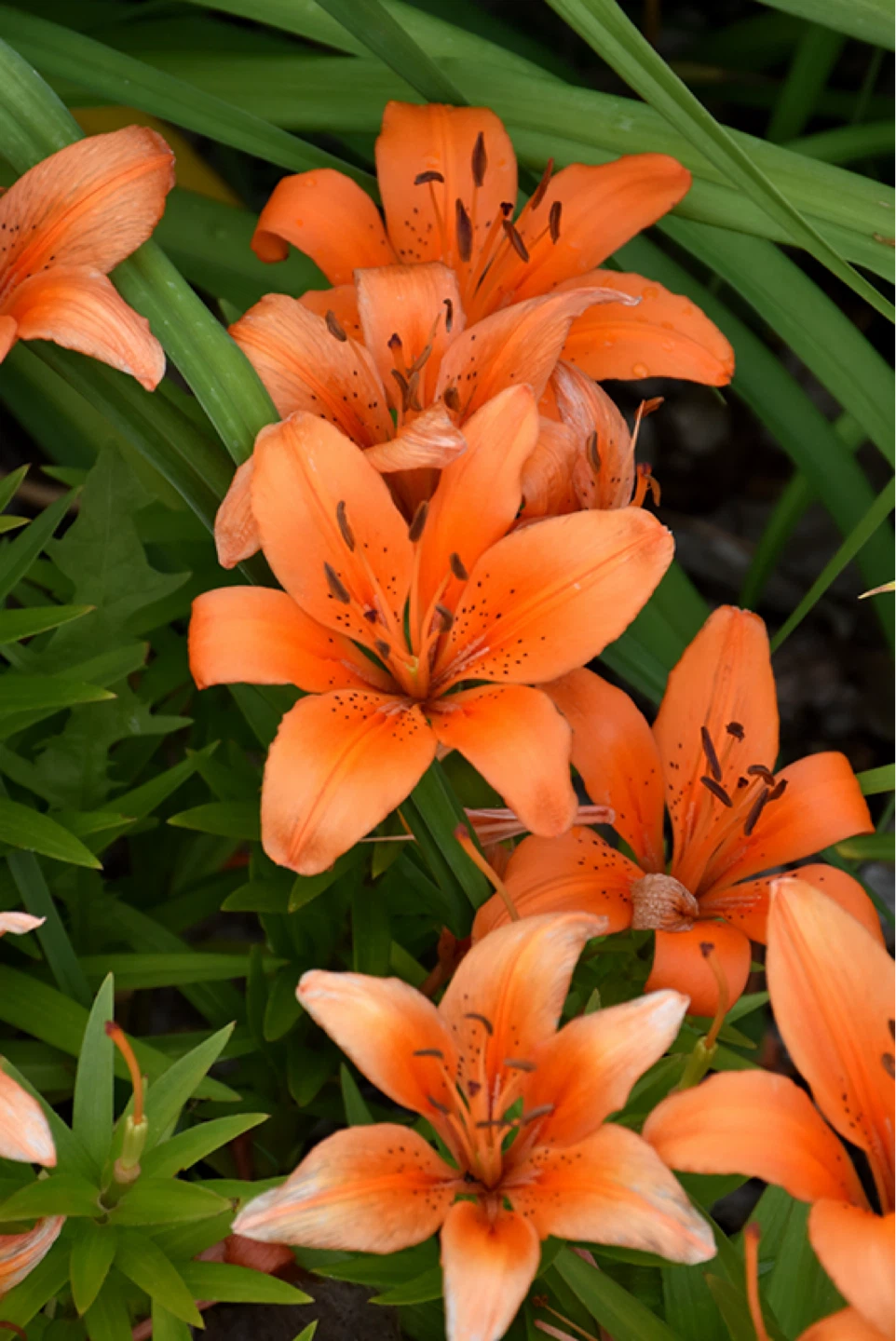 Orange Tiger Lilies