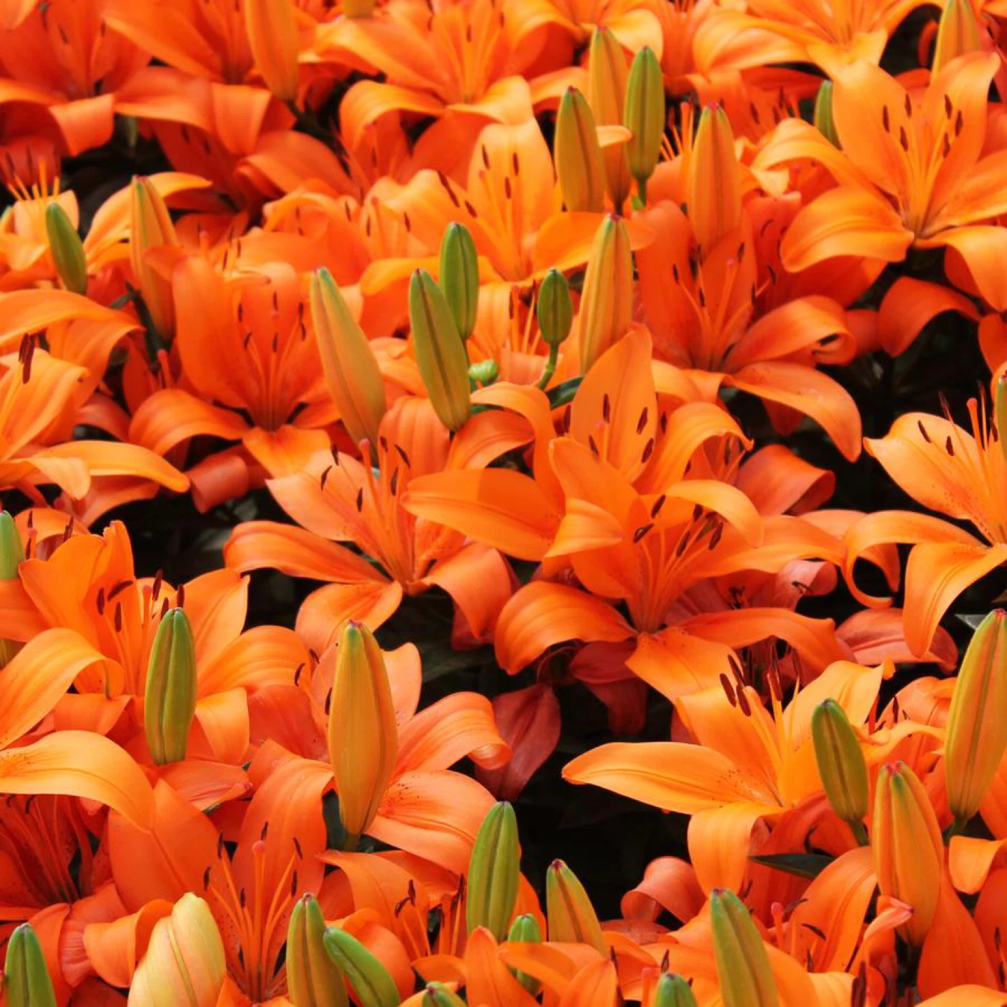 Orange Tiger Lilies - photo 2