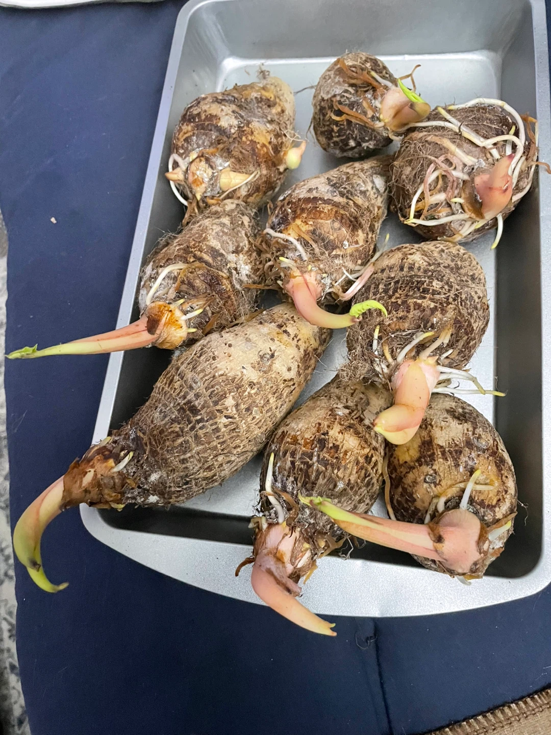 Taro Root Sprouts - Ready for Planting