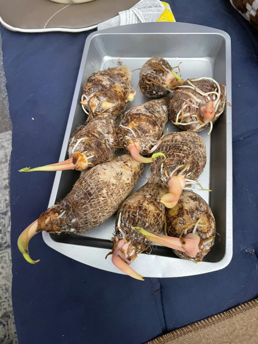 Taro Root Sprouts - Ready for Planting - photo 4