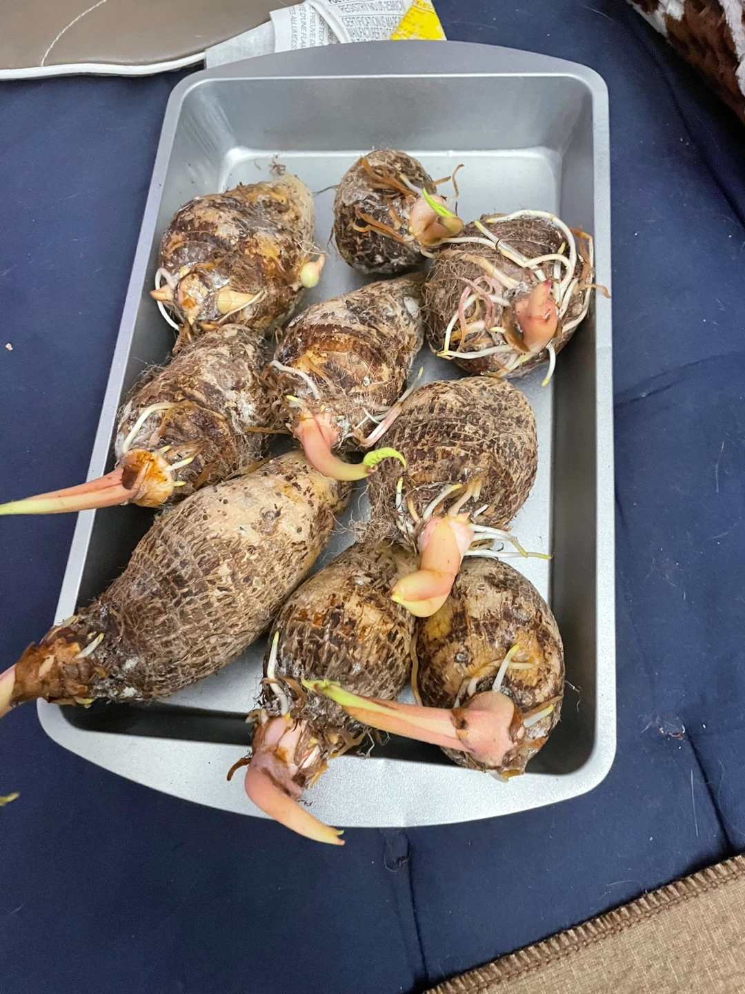 Taro Root Sprouts - Ready for Planting - photo 2