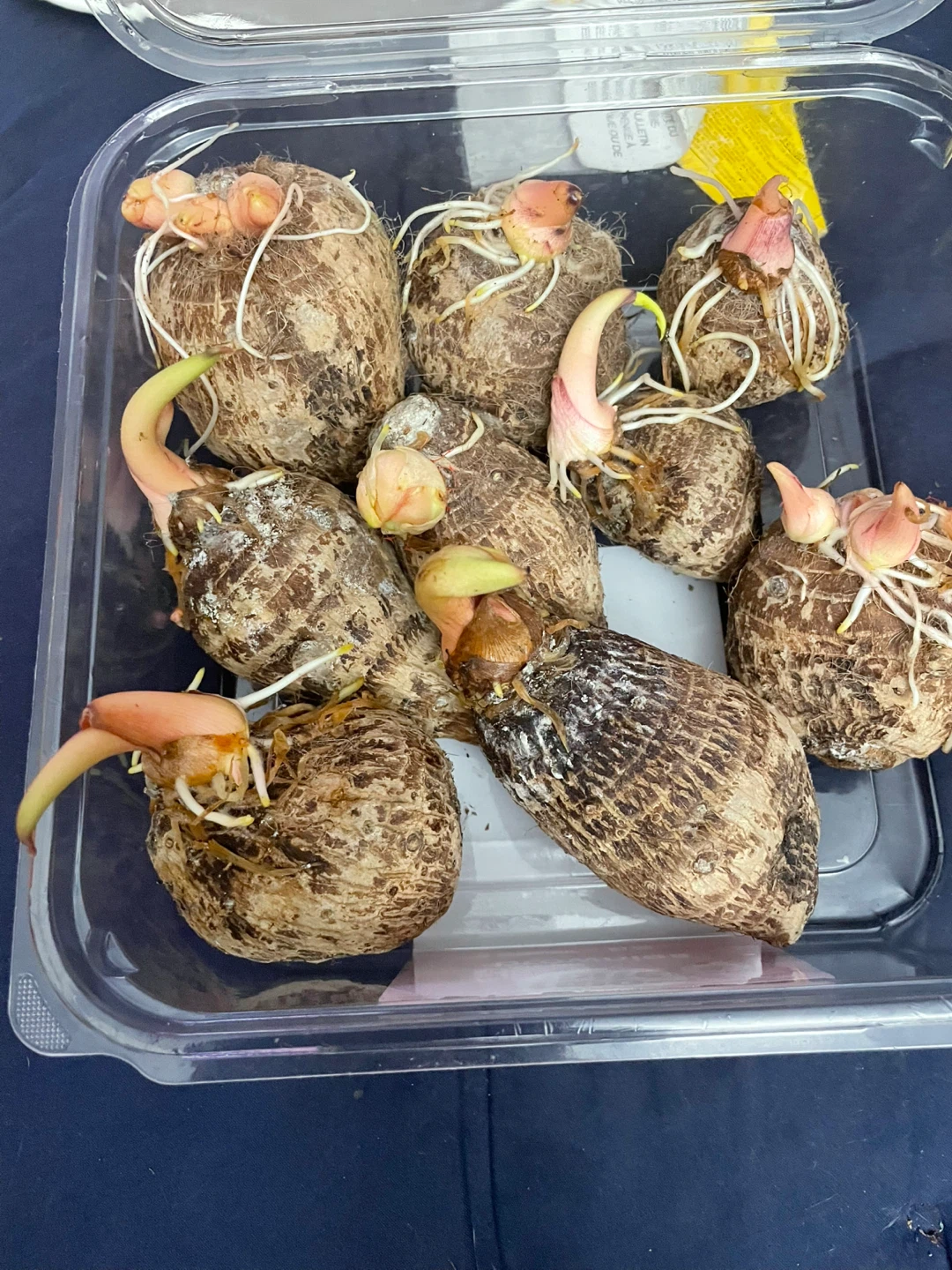 Taro Root Sprouts - Ready for Planting - photo 5