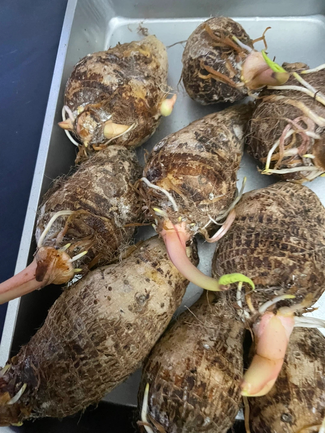 Taro Root Sprouts - Ready for Planting - photo 3