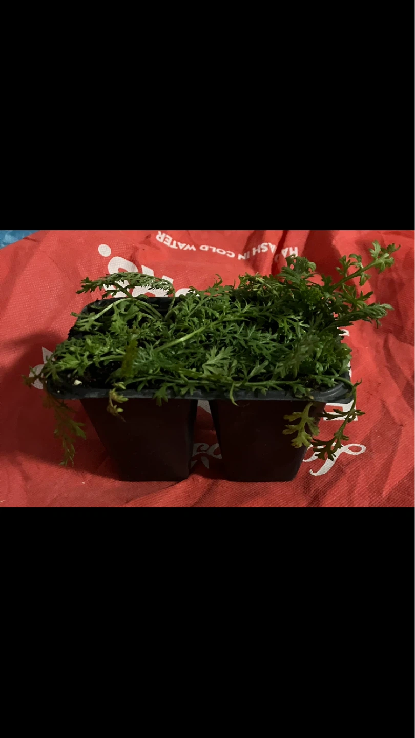 Free Fresh Yarrow Native Perennial Plant Seedlings🪴 🌱💚 - photo 2
