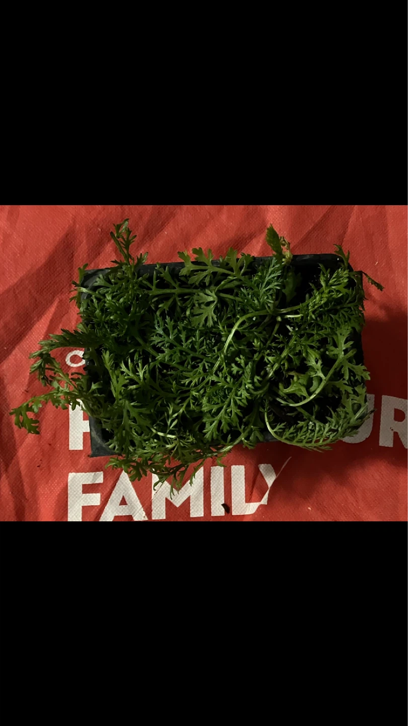 Free Fresh Yarrow Native Perennial Plant Seedlings🪴 🌱💚